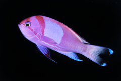 Pseudanthias pleurotaenia