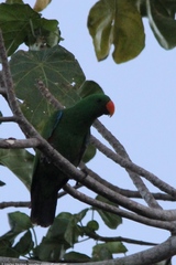 Eclectus roratus