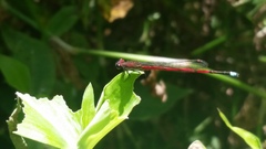 Oxyagrion