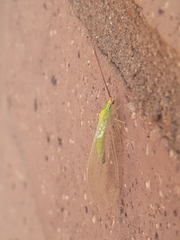 Ceraeochrysa lineaticornis