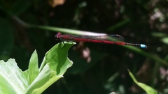 Oxyagrion