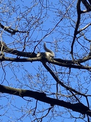 Sciurus carolinensis