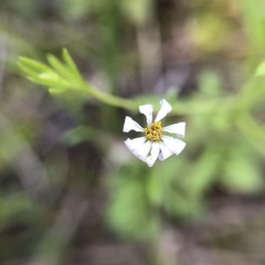 Chaetopappa bellidifolia
