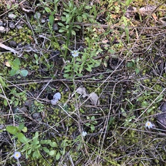 Chaetopappa bellidifolia