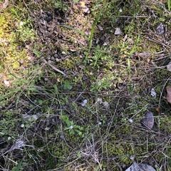 Chaetopappa bellidifolia