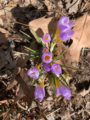 Crocus atticus