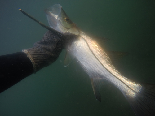 Blackfin snook (Centropomus medius) — Centropomidae — 4
