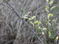 Salix repens argentea