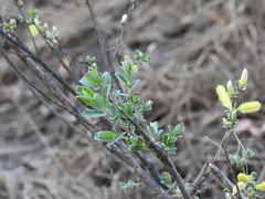Salix repens argentea