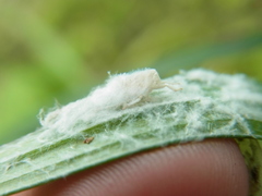 Geisha distinctissima