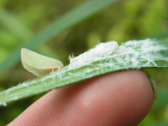 Geisha distinctissima