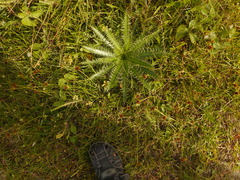 Eryngium serra