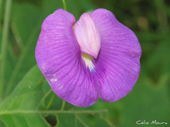 Centrosema brasilianum