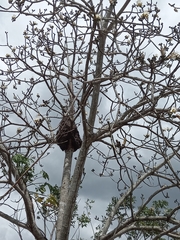 Pseudobombax ellipticum