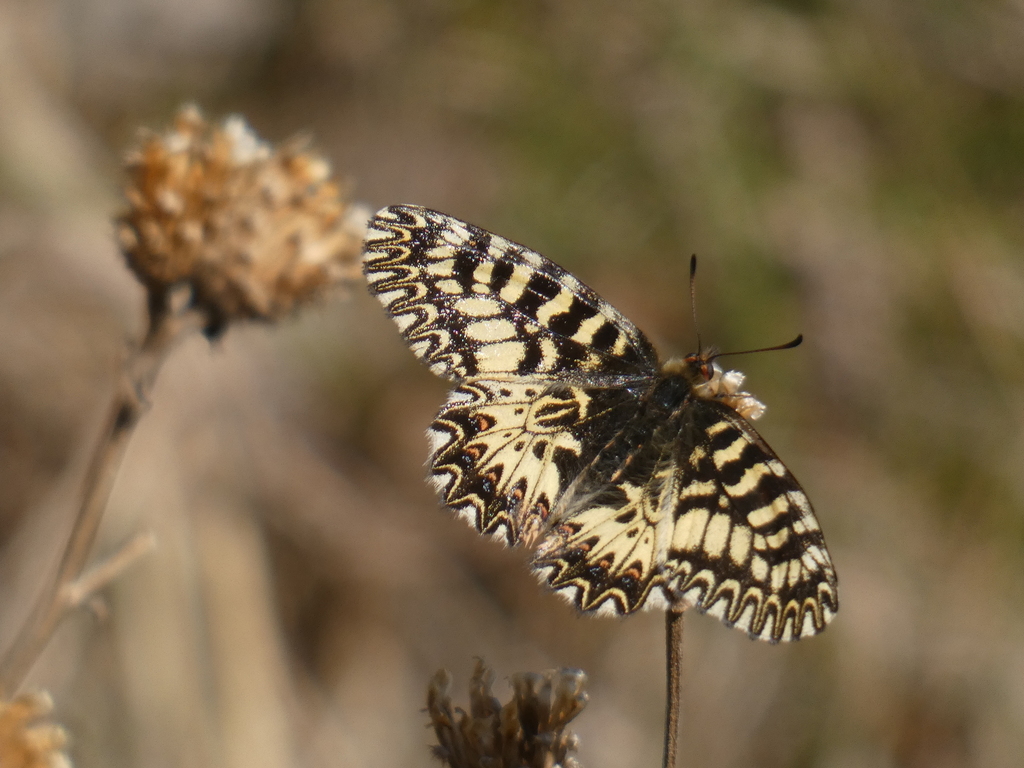 Festoons and Allies