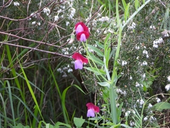 Lathyrus odoratus