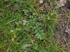Erodium moschatum
