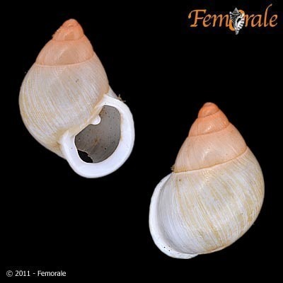 Rose-tipped Partula