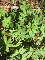 Hydrophyllum tenuipes