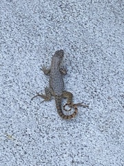 Leiocephalus carinatus