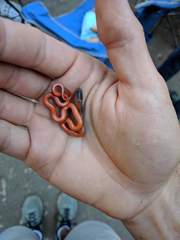 Diadophis punctatus vandenburgii