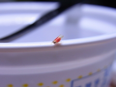 Alebrasca actinidiae