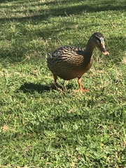 Anas platyrhynchos