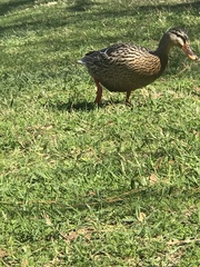 Anas platyrhynchos