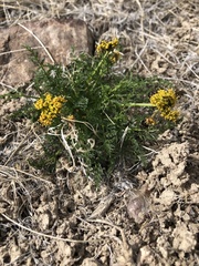 Lomatium grayi depauperatum