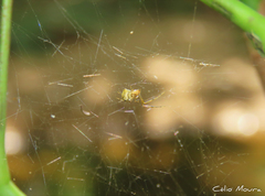 Nihonhimea tesselata