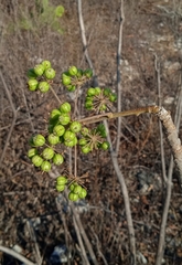 Aralia humilis
