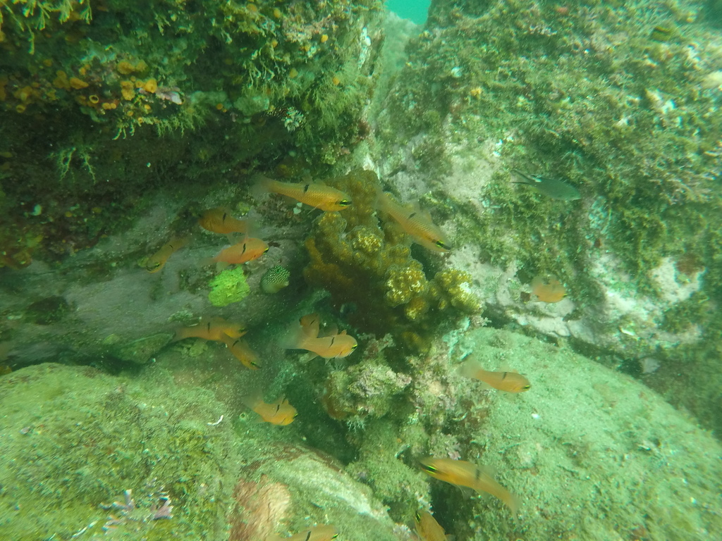 Pink Cardinalfish