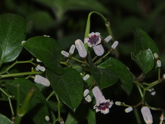 Paederia foetida