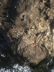 Dreissena polymorpha