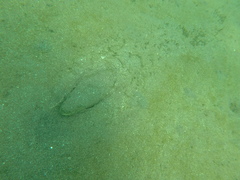 Echiophis brunneus