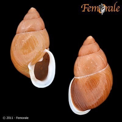 Miracle Partula