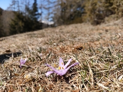 Colchicum bulbocodium