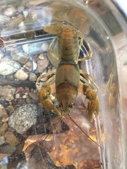 Cambarus girardianus