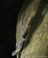 Tropidurus semitaeniatus