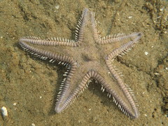 Astropecten armatus
