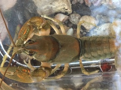 Cambarus girardianus