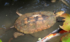 Mauremys japonica