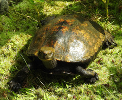 Mauremys japonica