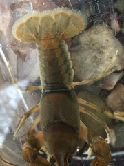 Cambarus girardianus