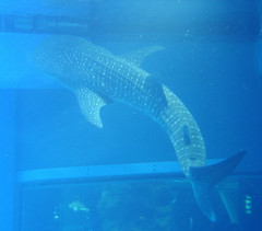 Rhincodon typus