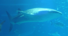 Rhincodon typus