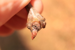 Neuroterus escharensis