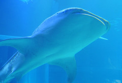 Rhincodon typus