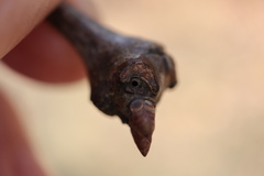 Neuroterus escharensis