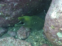 Gymnothorax castaneus